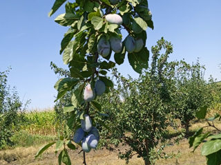 Vindem prune Stanley 40 tone foto 5