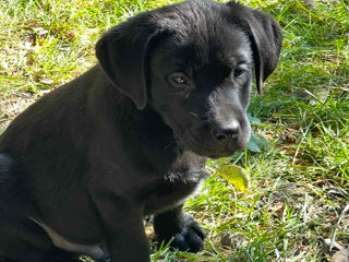 Câinişori de Labrador