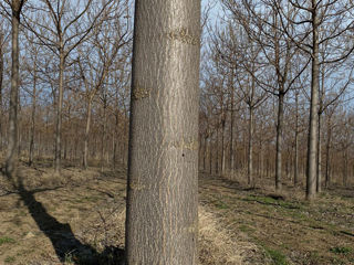 Paulownia фото 4