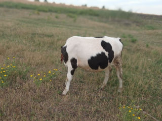 Se vinde vitica din vaca buna foto 6