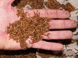 Аргентинские  тараканы, сверчок и хрущевой червь для любимых питомцев