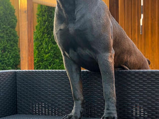 Cane corso pui FCI foto 8