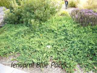 pepiniera. Plante decorative vesnic verzi si frunza cazatoare in com. Tohatin, mun. Chisinau. foto 2