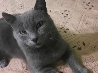 Pisică Chartreux .