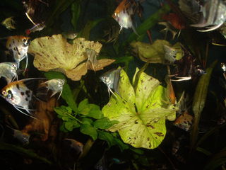 Продам рыбок,аквариумные растения, креветoк и оборудование для аквариума foto 7