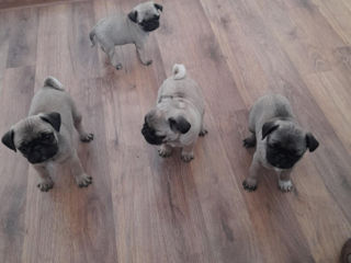 Mops foto 4