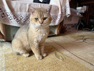 Golden Tabby Scotish foto 4