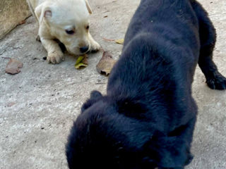 Cățeluși de Labrador foto 5