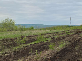 Teren  cu S=0,78 ha, modul de folosință schimbat și PUD aprobat de consiliul sătesc foto 7