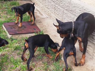 Se vînd caţei de rasă Doberman vaccenaţi.061033259 foto 6