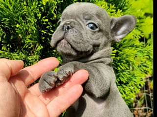 Bulldog frenh blue  tan.blue. foto 4