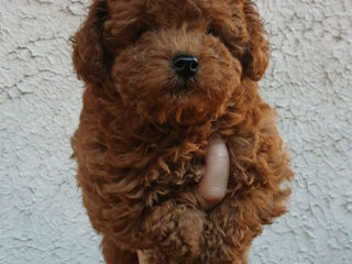 Toy poodle ( toy pudel) foto 1