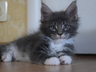 Main Coon fete si băieți foto 9