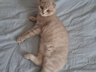 Scottish fold foto 5