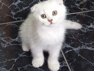 Scottish fold chinchilla!