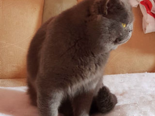 Motan British Shorthair Blue pentru montă