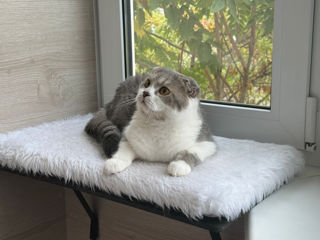 Чистокровный шотландский котёнок Scottish fold. Шоу класса!!! foto 6