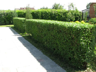 Gard viu.Buxus,Biriucina,Jasmin.Spiree,Ghibiscus. foto 2