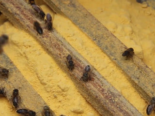 Ultra bee - inlocuitor de  polen din america ! foto 2