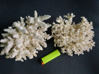 натуральные кораллы foto 2
