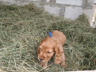 Cocher spaniel englez foto 6