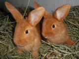 Iepuri-кролики Бургунские