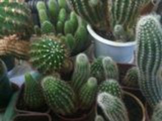 cactusi  de diferite marimi foto 1