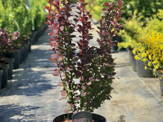 Berberis foto 5