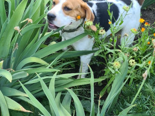 Mascul Beagle foto 8