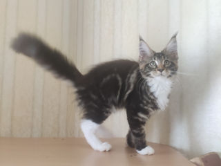 Main coon foto 1