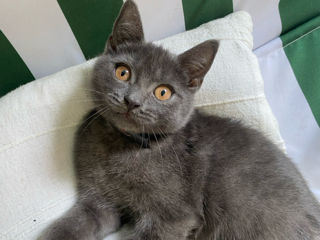 3 pisici de rasă: British shorthair foto 3