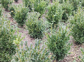 Самшыт, Buxus foto 7