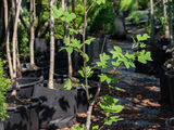 Тюльпановое дерево (Liriodendron tulipifera) foto 4