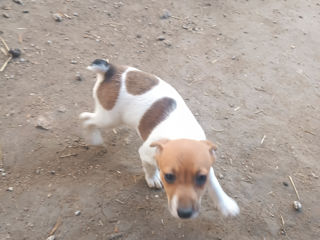 Jack Russel terrier foto 6