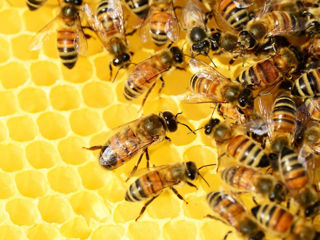 5 пчелосемей и медогонка