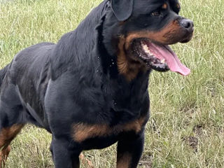 Pui Rottweiler