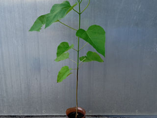 Catalpa foto 4