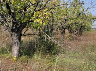 Ciresi pentru capcioanca foto 4