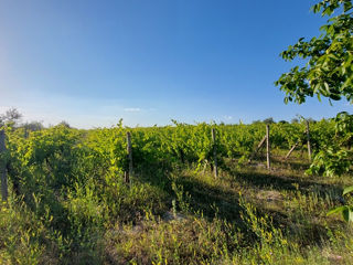 Teren agricol, 1.25 ari, Dănceni