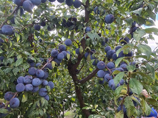 Vindem Prune din frigider s.Costesti r.Ialoveni foto 2