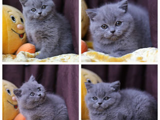 Monta, cu motan de rasa scottish fold! foto 10