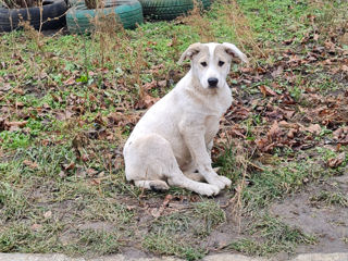 Cățelușă- metis foto 2