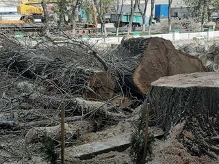 Tăierea copacilor înclinați sau deteriorați - cu mașini și echipamente speciale.Calitatea garantată foto 9