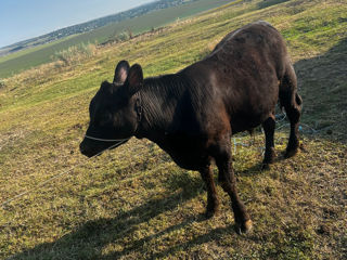 Buhai  Angus