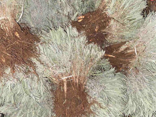 Lavanda,Material saditor de Lavanda,Tei,Mesteacan(Берёза),Stejar Rosu Canadian,Salcim,Frasin foto 4