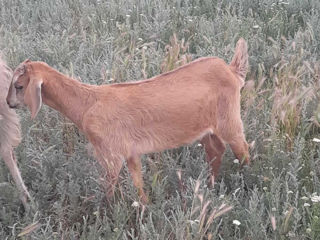 Capră și iediță de vânzare  фото 3