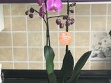 Орхидей гигант foto 6