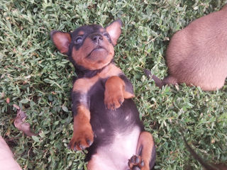 Mini Pinscher