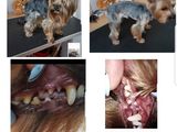 Чистка зубов скаллером собакам. Стрижка. foto 7