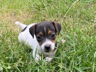 Jack Russel cățeluși foto 3